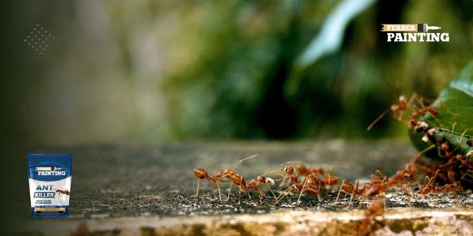 Kako preprečiti, da bi mravlje vstopile v hišo?